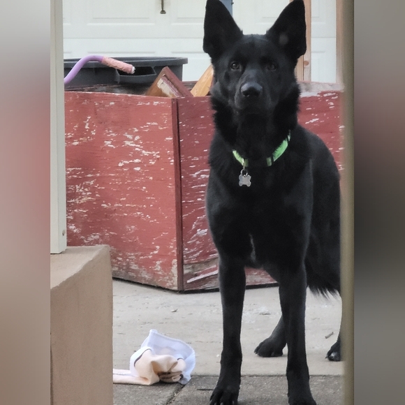 Meet my Hellhound Dexter 😈. He's a thief but loves respectful offers! - Picture 12 of 12